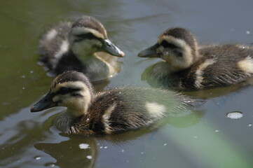 Obraz premium カルガモの雛