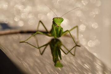 にらめっこするカマキリ
