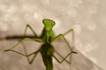 見つめるカマキリ