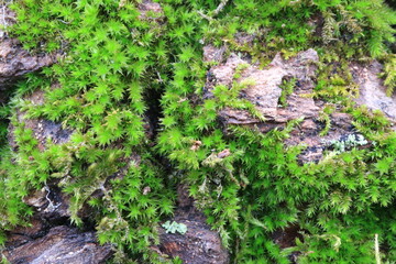 Fototapeta premium Tree bark. Green moss. Abstract background. Macro.
