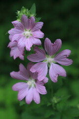 Four wild flowers on a branch.