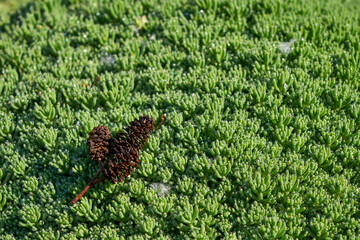 Image of green grass. Image of green vegetation cover.