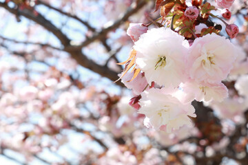 八重桜 2
