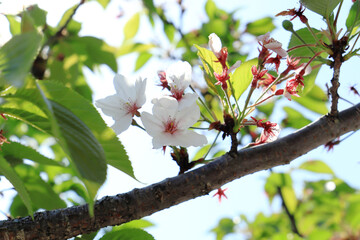 葉桜の中咲いている桜の花