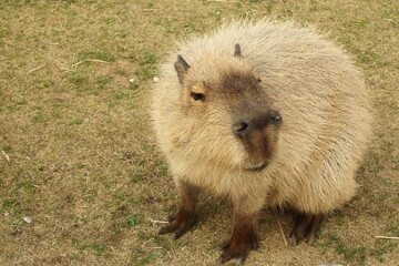 Cute Capybara, out for a walk.