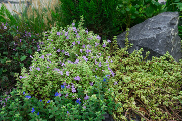 Backyard Rockery Garden with Green Small Succulent Plants. Residential Gardening Theme.
