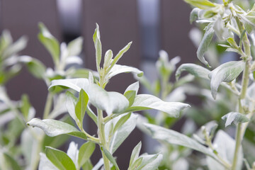 Brachyglottis compacta ‘Sunshine’ is a silver-grey leaved evergreen, sun-loving shrub from New Zealand.