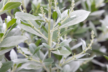 Brachyglottis compacta ‘Sunshine’ is a silver-grey leaved evergreen, sun-loving shrub from New Zealand.