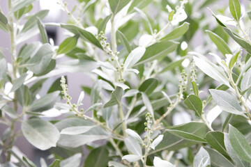 Brachyglottis compacta ‘Sunshine’ is a silver-grey leaved evergreen, sun-loving shrub from New Zealand.