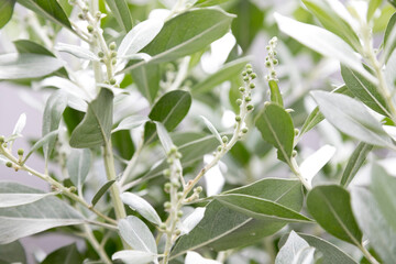 Obraz premium Brachyglottis compacta ‘Sunshine’ is a silver-grey leaved evergreen, sun-loving shrub from New Zealand.