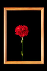 carnation flower in a wooden frame