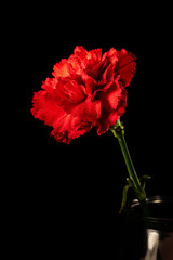 red carnation on a black background