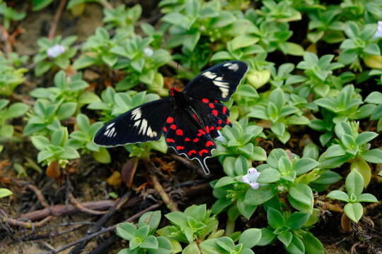 Sri Lanka Negombo - Pamunugama Beach Butterfly