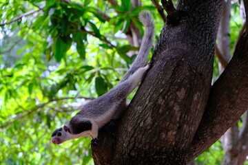 Sri Lanka Mihintale - Animal - monkey