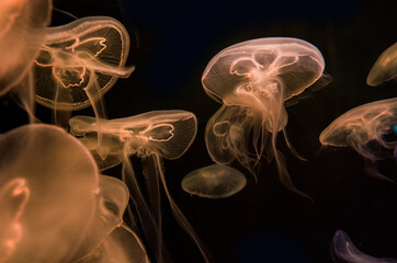 anemone underwater