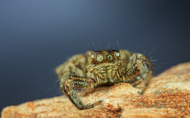 spider on tree leaf background, macro spider on leaf, animal in wild, lurking on a leaf