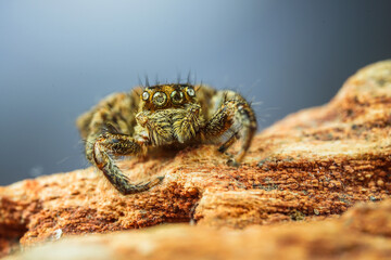 spider on tree leaf background, macro spider on leaf, animal in wild, lurking on a leaf