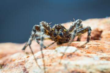 spider on tree leaf background, macro spider on leaf, animal in wild, lurking on a leaf
