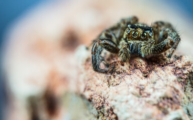 spider on tree leaf background, macro spider on leaf, animal in wild, lurking on a leaf