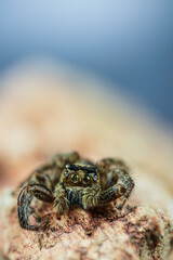 spider on tree leaf background, macro spider on leaf, animal in wild, lurking on a leaf