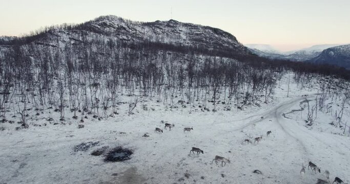 Aerial view of reindeer herd in norwegian fjord at sunrise