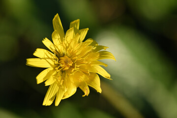 macro de pissenlit