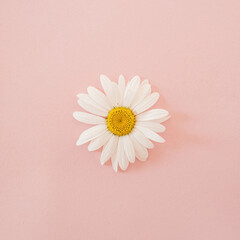 Chamomile daisy flower bud on pastel elegant pink background. Flat lay, top view minimal floral composition