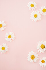 Fototapeta na wymiar Elegant chamomile daisy flower buds on pastel pink background with blank mockup copy space. Flat lay, top view brand, blog, website, social media template