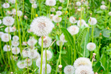 Glade of fresh meadow dandelions on a sunny spring day. Flowering dandelions. Excellent background for the expression of spring mood.
