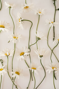 Beautiful chamomile daisy flower pattern on white background. Minimalist floral concept with copy space. Creative still life summer, spring background
