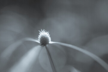 dandelion seed head in black and white