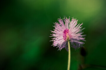 flower of a Mimosa pudica