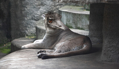 Fantastic animals - Mountain lion puma with head emu