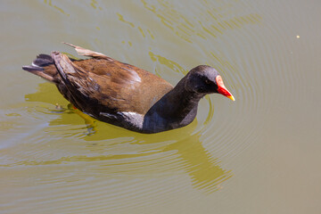 Bird swimming in a lake in park