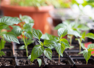 Close-up of seedlings of green plants in pots on the windowsill - seedlings of Bulgarian pepper. Gardening, self-sufficient home and organic home food concept, selective focus