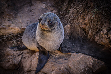 baby sea lion