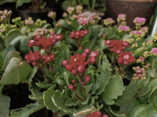 Red Clandiva flowers are very fertile growing in the highlands of Asia easy care