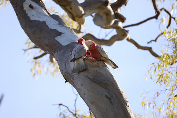 bird on tree
