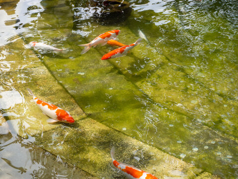Multicolored white-orange Japanese carp swims in the water with a greenish tinge in the yellowed artificial pond of the city park. An artificial pond with decorative fish into which coins are thrown