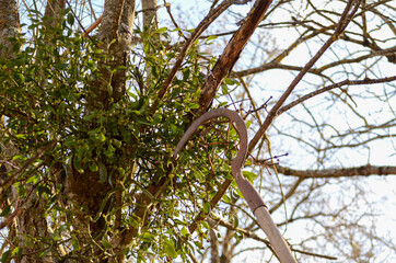 using a sickle to cut viscum mistletoe from an oak in the woods a sunny day of winter 