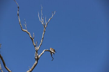 red tailed hawk