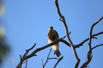 bird on tree