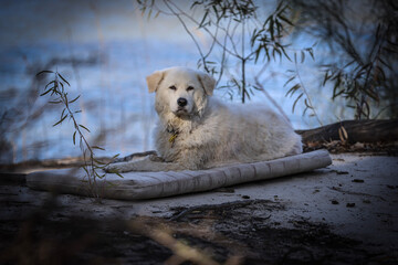 golden retriever in the snow