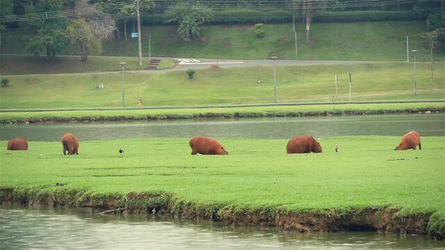 Group Of Capybaras Grazing On The Grass Near The Pond