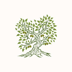 Olive tree logo. vintage style for extra olive oil company 