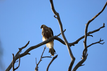 vulture on tree