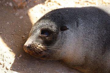 state sea lion