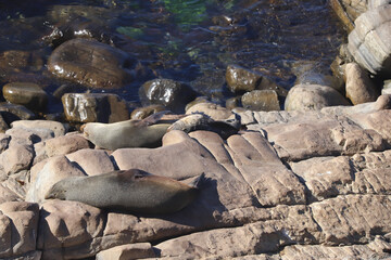 Naklejka na ściany i meble sea lion on the rocks