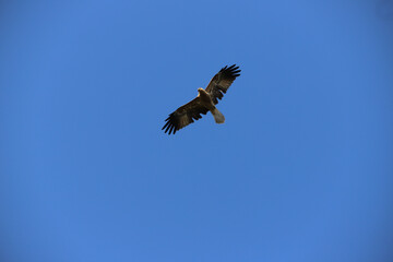 eagle in flight
