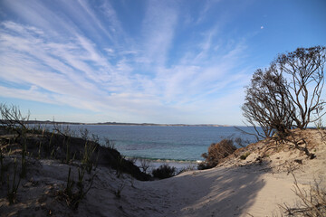 tree on the beach